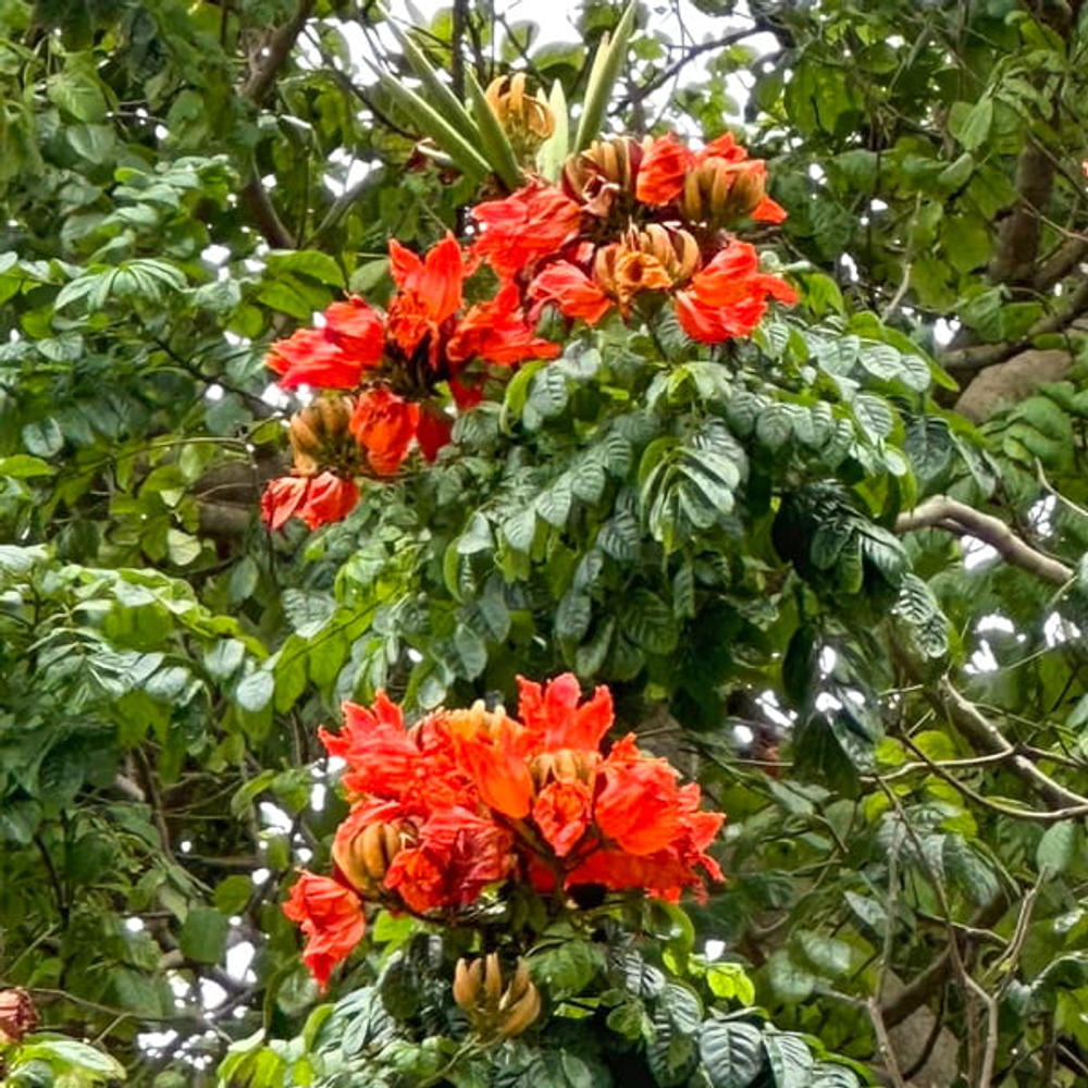 Спатодея колокольчиковая – Spathodea campanulata