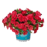 Калибрахоа Aloha Double Cherry Red К6