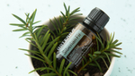 Эфирное масло dōTERRA Сибирская пихта, Siberian Fir, 15 мл