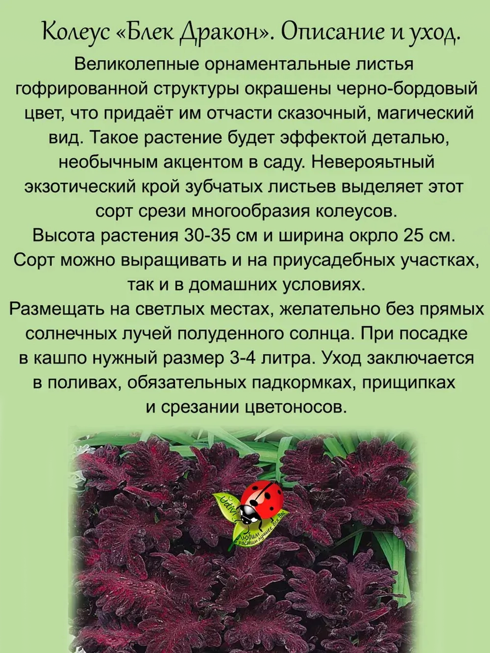 Колеус Блэк Дракон