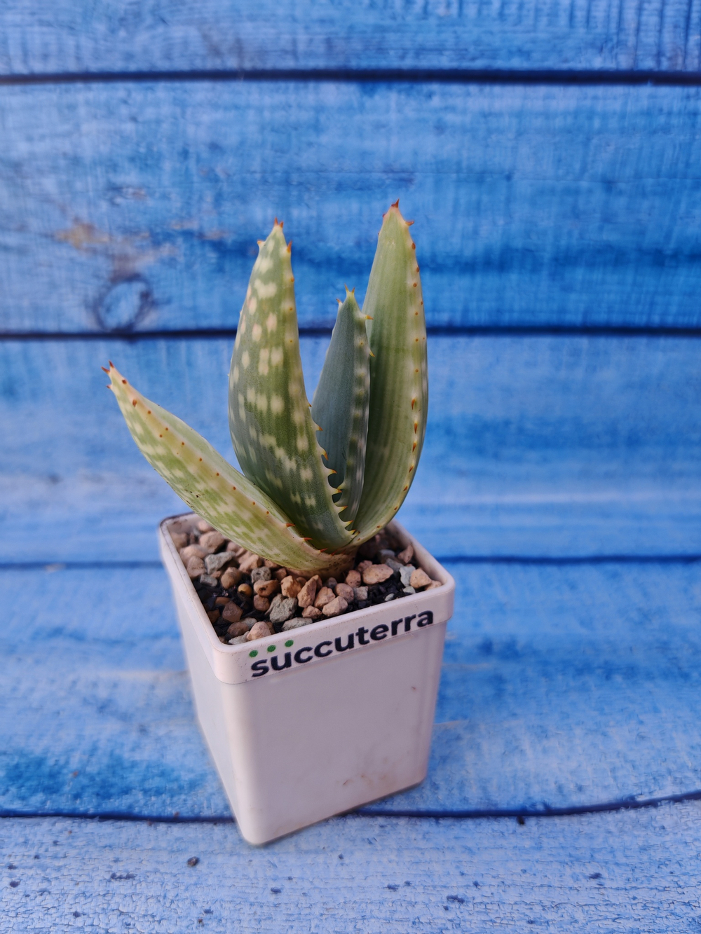 Aloe Gariepensis (Алоэ)