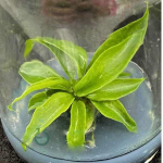 Филодендрон Marble Green (10 шт.) клон