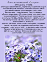 Флокс шиловидный Бавария почвопокровный
