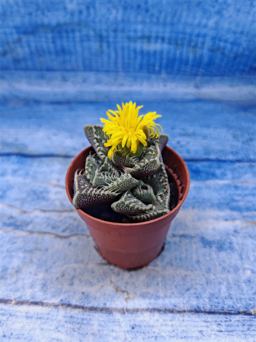 Faucaria Tuberculosa (Фаукария)
