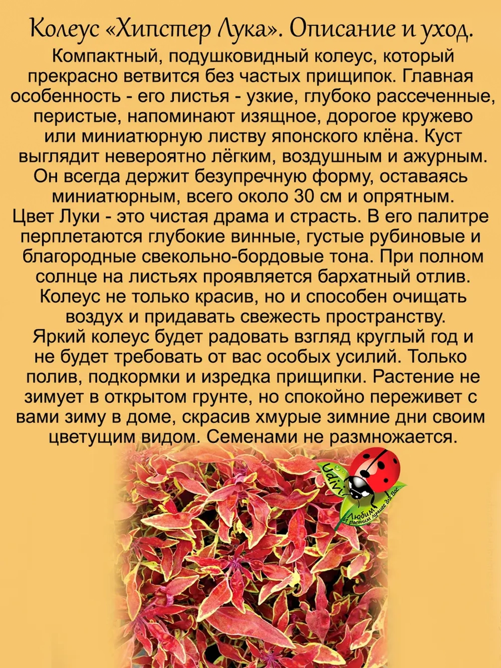 Колеус Хипстер Лука