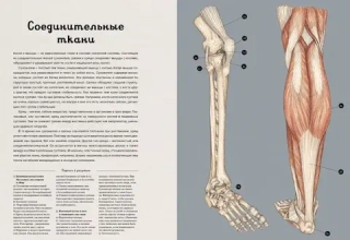 Энциклопедия Анатомикум
