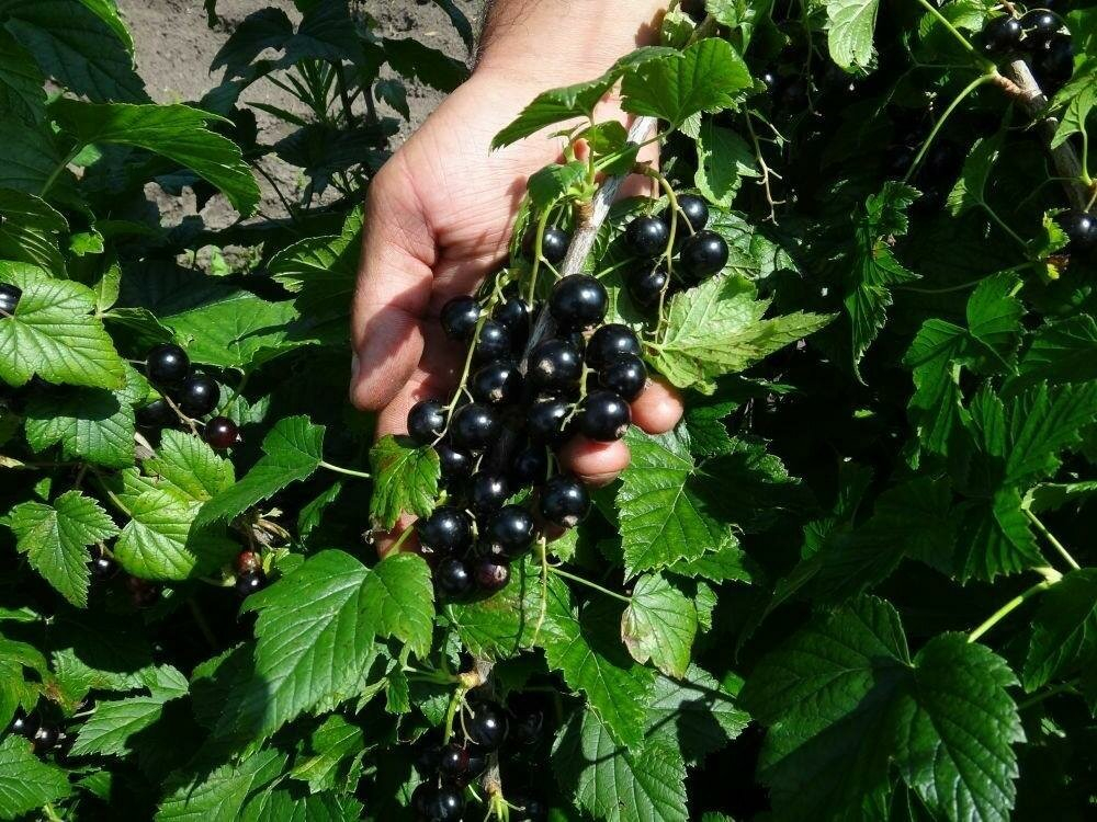 Саженцы смородины черной Радость