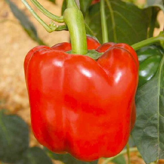 Рэд Найт F1 семена перца сладкого (Seminis /ALEXAGRO) цена – фото 4