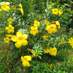 Алламанда карликовая – Allamanda compact (2)