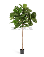 Фикус Лирата Style на штамбе в-220 см 2/2 10.22806N