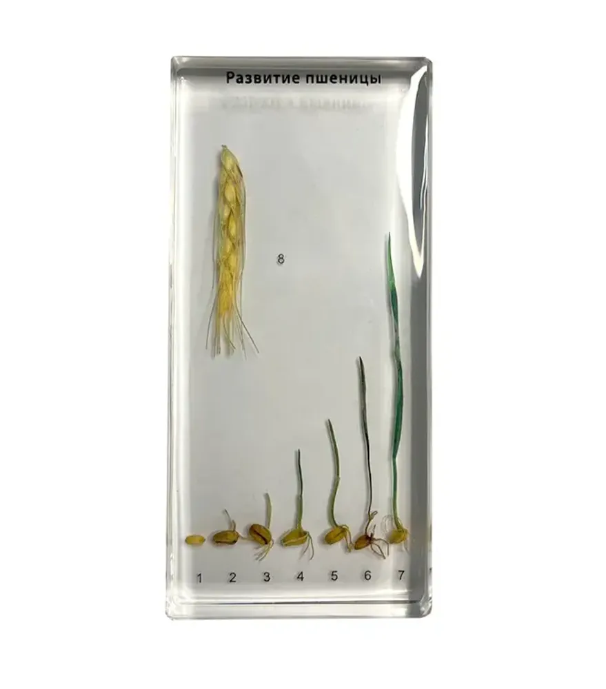 Коллекция "Развитие пшеницы"