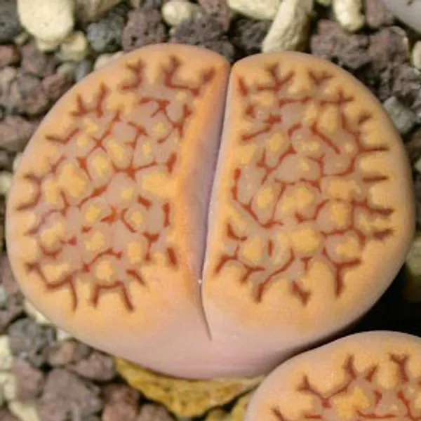Литопс (C303 Lithops hallii v. ochracea) живые камни семена