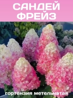 Сандей Фрейз гортензия метельчатая