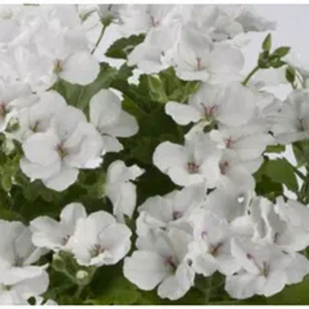 Пеларгония королевская Candy Flowers White горшок 0,5 литра