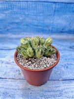 Euphorbia Pseudoglobosa variagate (Эуфорбия)
