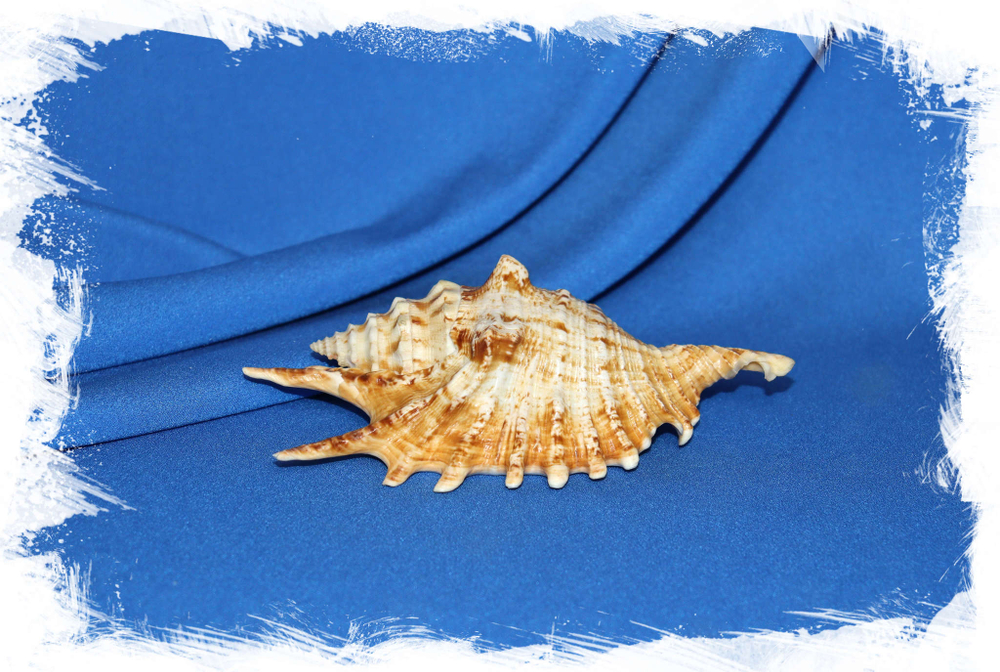Lambis digitata