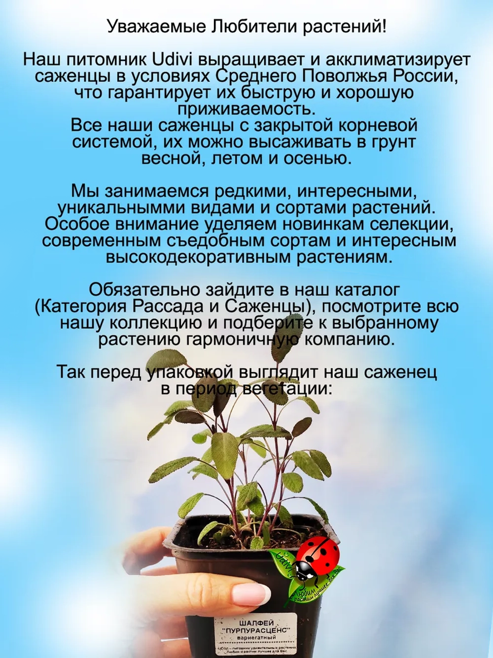 Шалфей Пурпурасценс фиолетовый вариегатный