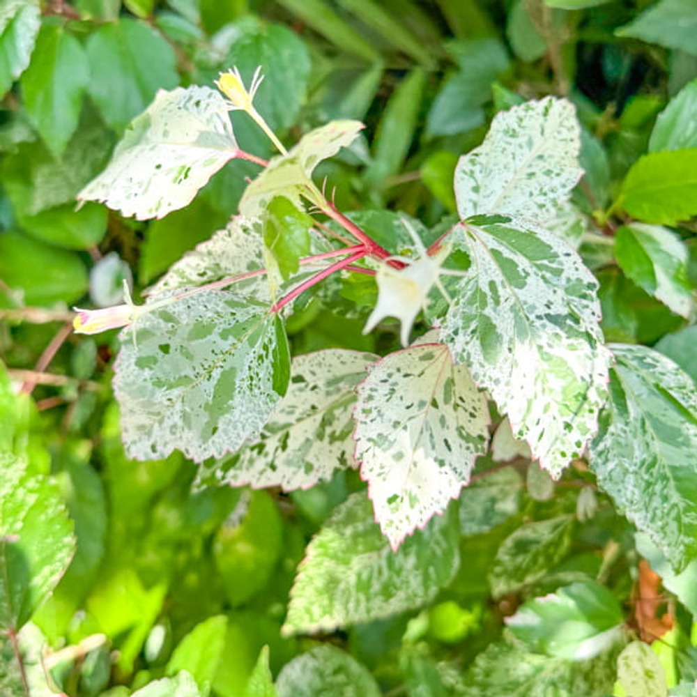 Гибискус китайский вар – Hibiscus rosa-sinensis var (12)