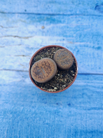 Lithops sp. (Литопсы)