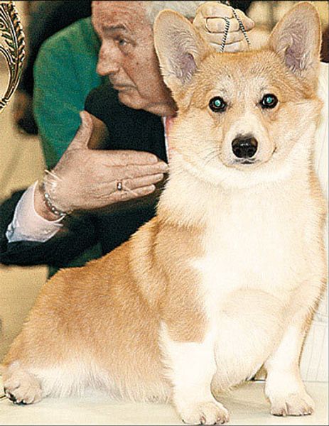 Вельш-корги-пемброк