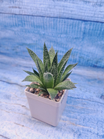 Aloe Aristata (Алоэ)