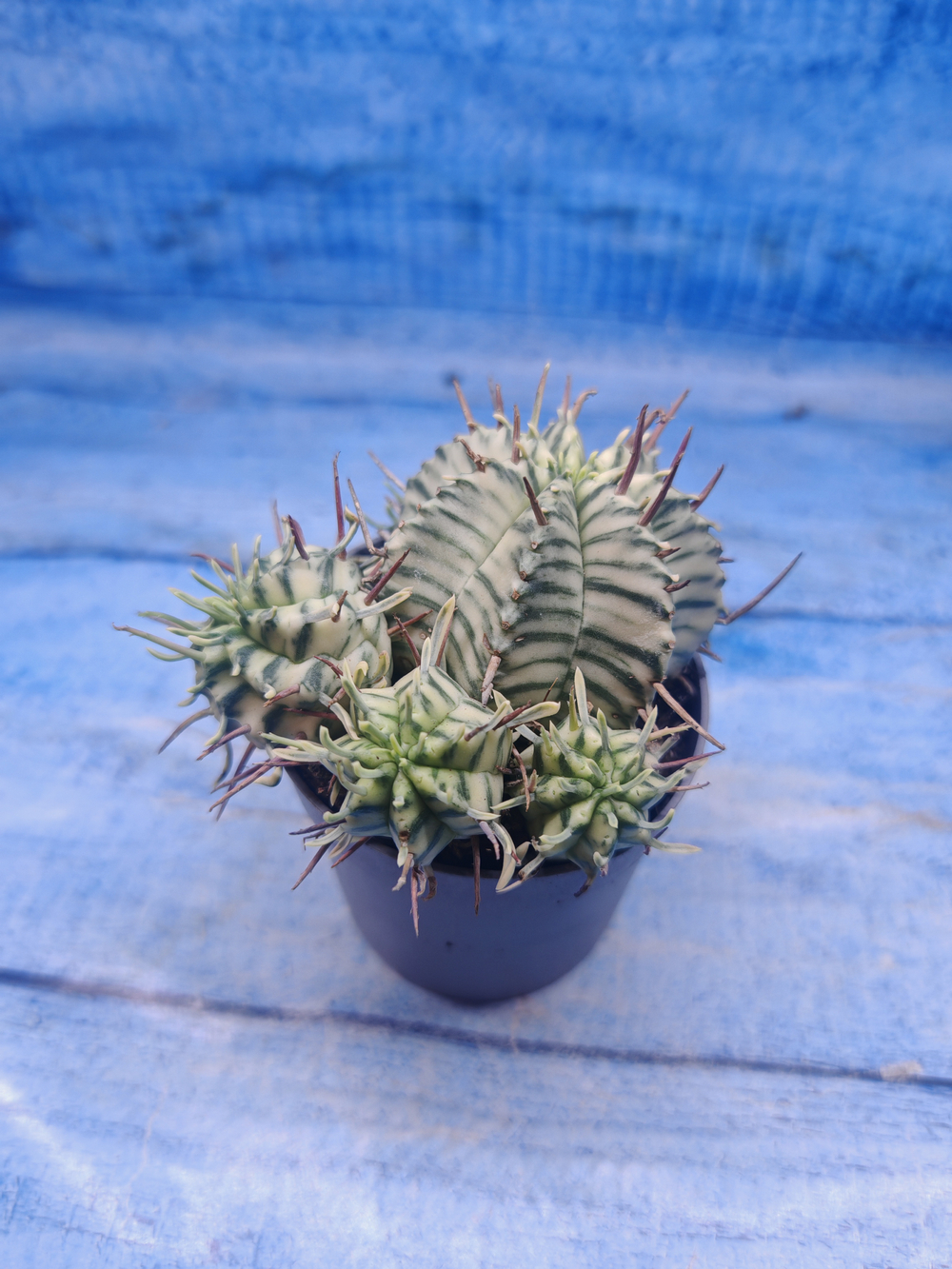 Euphorbia meloformis f. Variegated (Эуфорбия вариегатная)