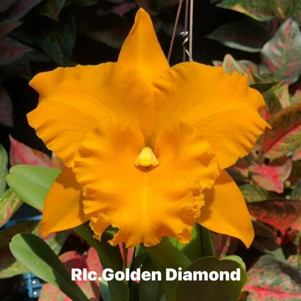 Орхидея ринхолелиокаттлея RLC. GOLDEN DIAMOND