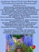 Дельфиниум Черный рыцарь Black Knight