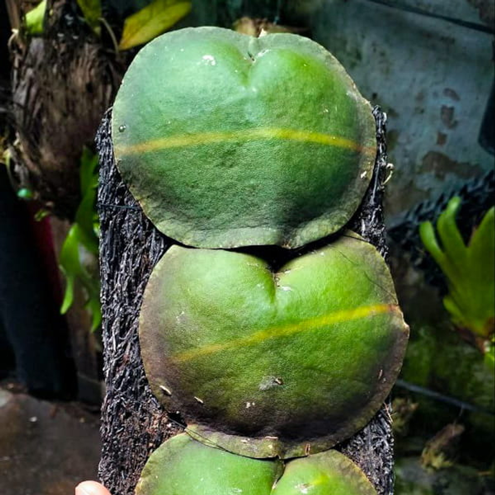 Хойя IMBRICATA