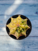Gymnocalycium Variegata (Гимнокалициум Вариегатный)