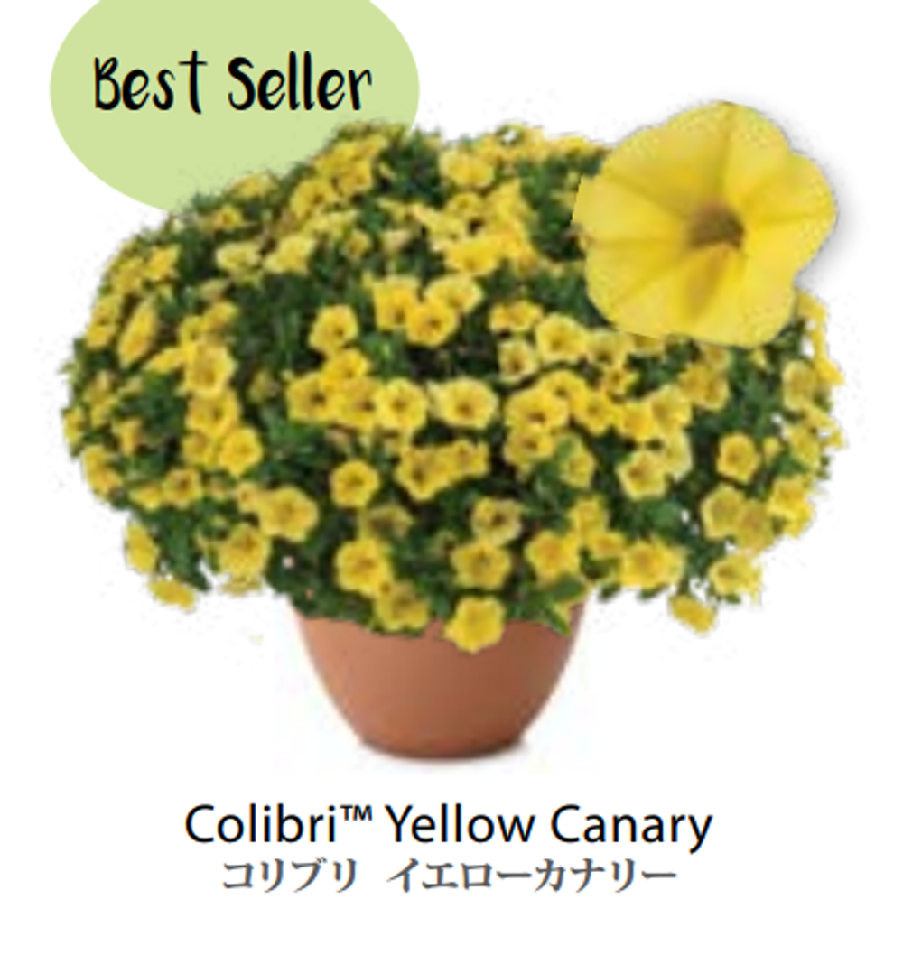 ЕВРО неукор Калибрахоа COLIBRI Yellow Canary НЕукоренный черенок (срезы) НОЯБРЬ поставка 3