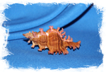 Murex saulii