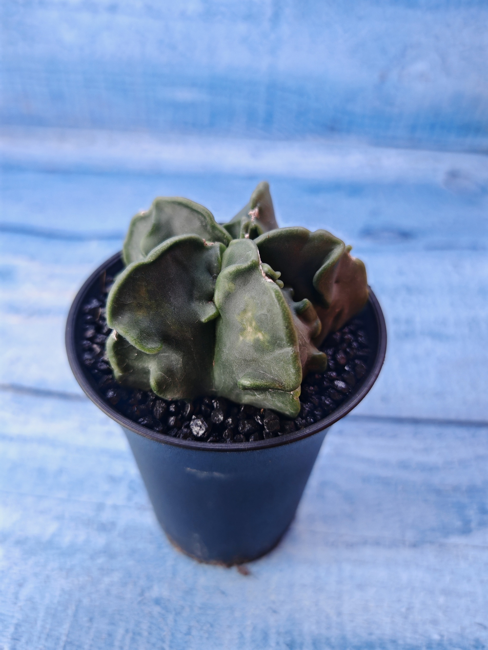 Astrophytum Myriostigma monstrosa (Астрофитум)
