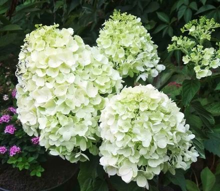 Гортензия метельчатая Саммер Сноу- Снег летом (Hydrangea paniculata `Summer Snow`)
