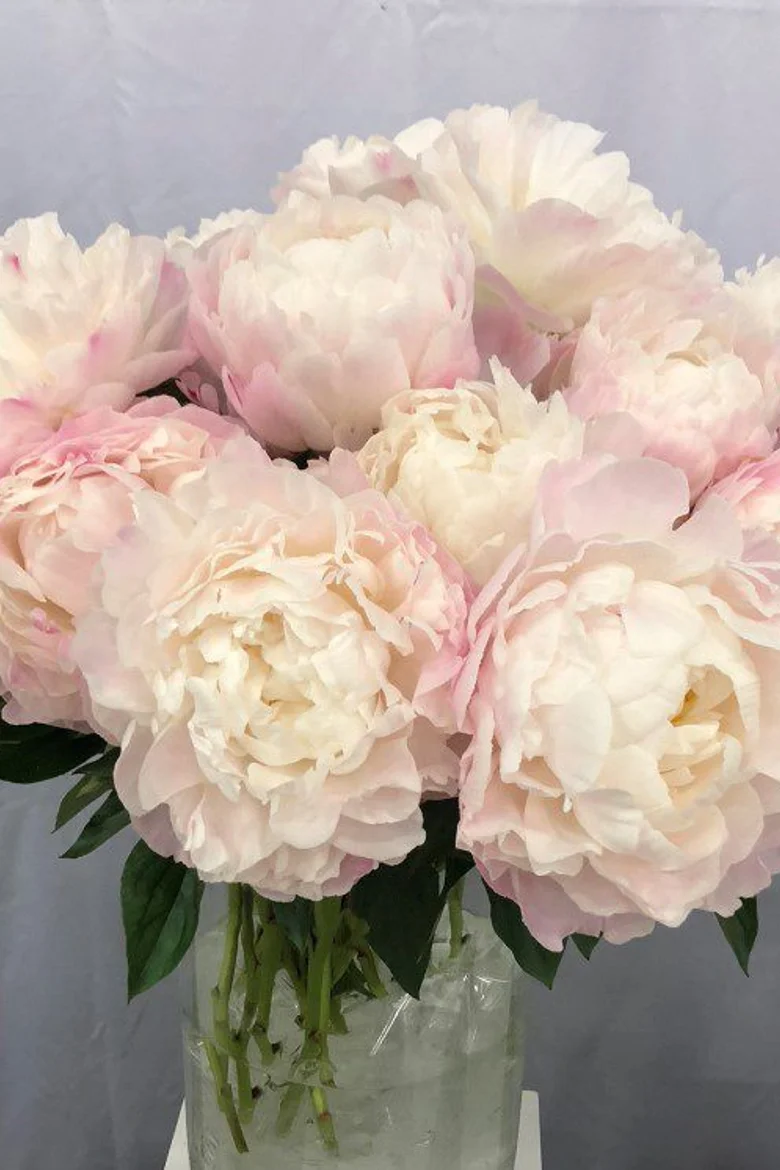 Paeo Gardenia 3/5.