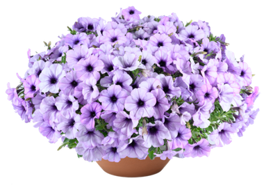32500 Петуния CASCADIAS LAVENDER ICE