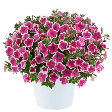 32328 Петуния CAPELLA Rim Fuchsia (Весна 2026)