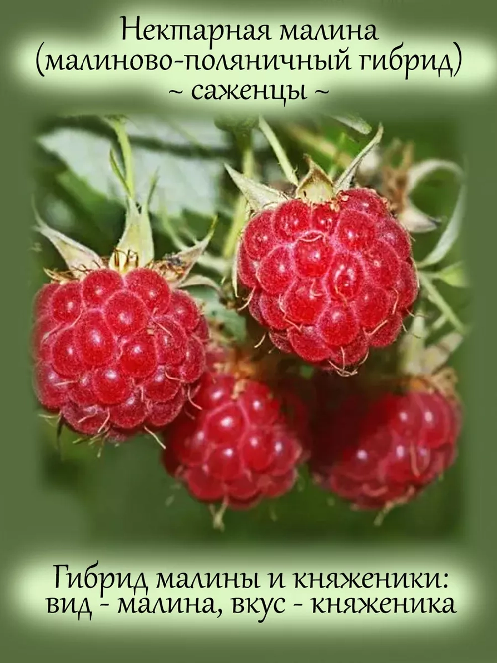 Малина Нектарная гибрид малины и княженики
