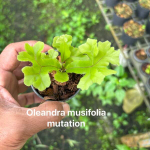 Олеандра O.MUSIFOLIA MUT