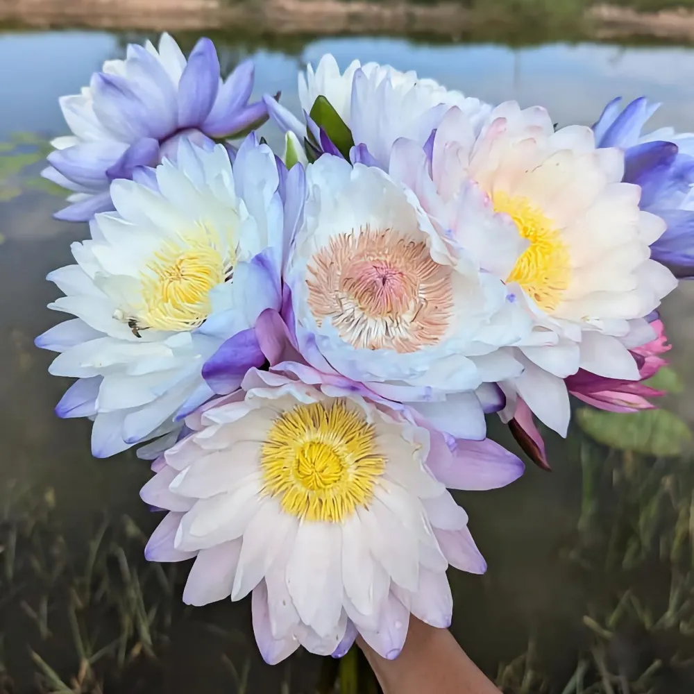 Нимфея голубая Nymphaea gigantea семена 5 штук