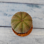 Euphoria Obesa (Эуфорбия)