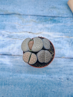 Lithops sp. (Литопсы)
