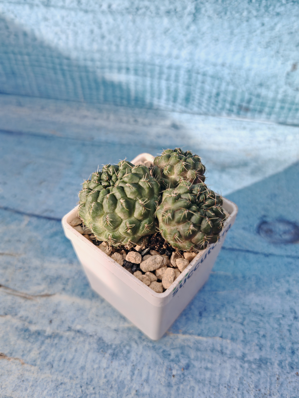 Sulcorebutia Canigueralii (Сулькоребуция)