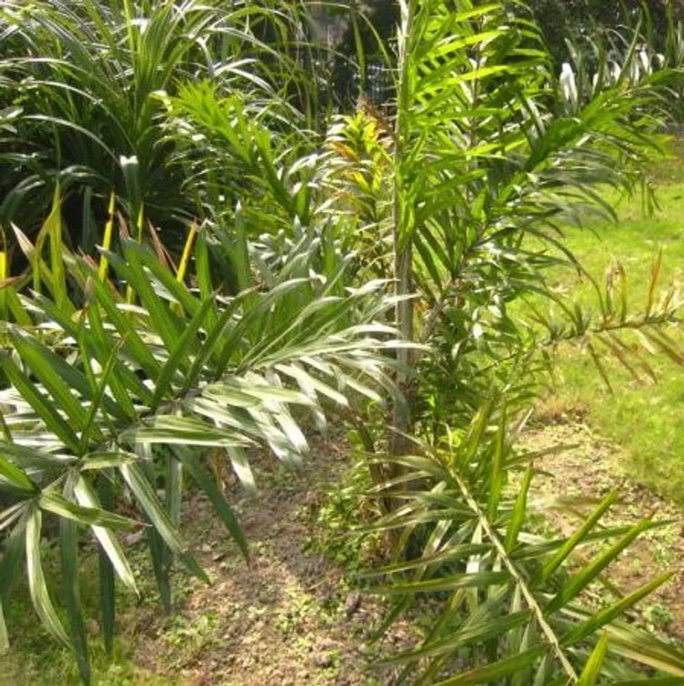 Каламус (Calamus guruba) семена 3 шт