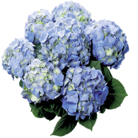 "Бела блю" ("Bela blue") есть в наличии