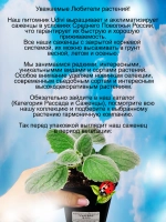 Плектрантус Серебро войлочный