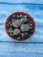 Lithops sp. (Литопсы)