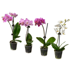 IKEA PHALAENOPSIS  (ИКЕА ПХАЛАЕНОПСИС)  -  Горшечное растение - орхидея, разные цвета, 6 см