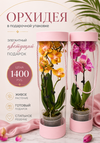 Растения в подарок