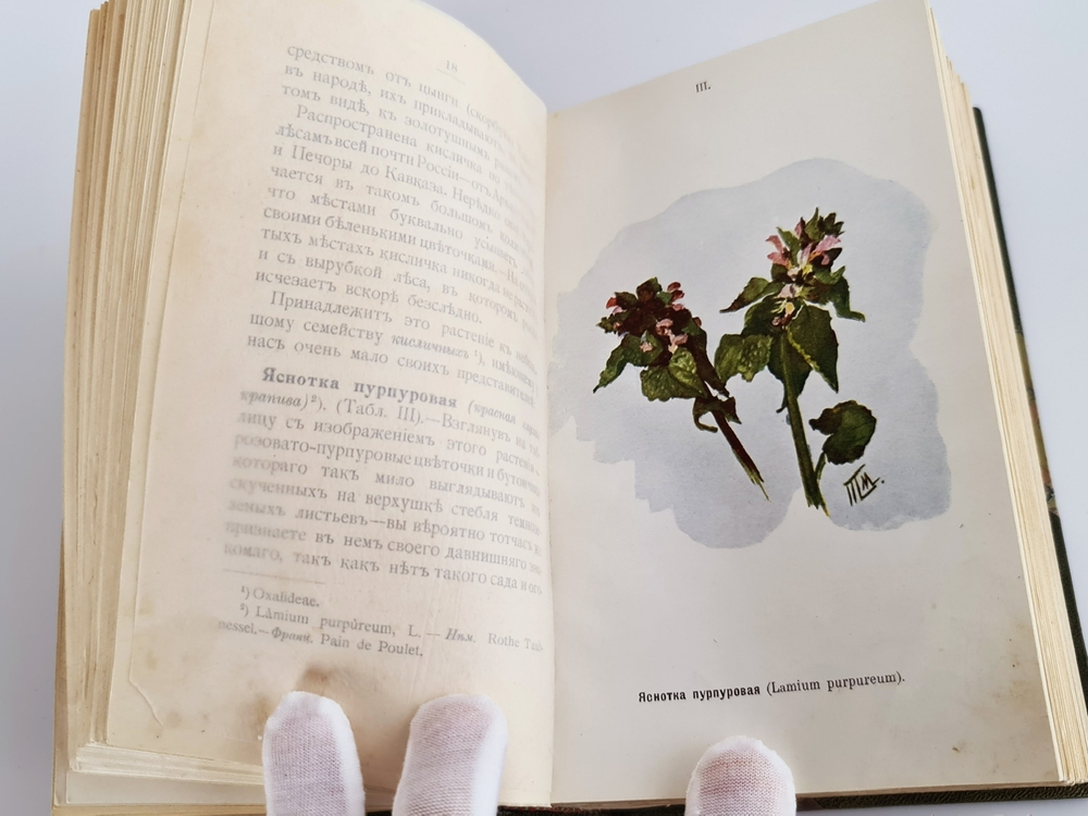 "Наши весенние цветы. Серия 1-3. Наши летние цветы. Серия 1-2". Д.Н.Кайгородов. 1915 г.
